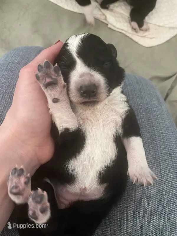 Ferrari – Border Collie puppy for sale in Black Forest, CO