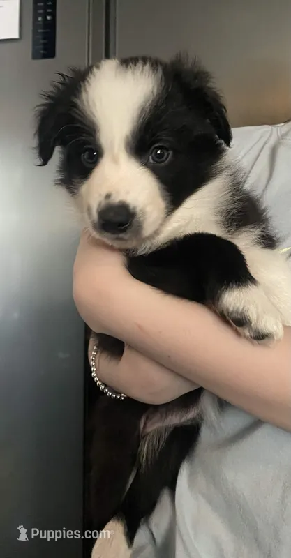 Lexus – Border Collie puppy for sale in Black Forest, CO