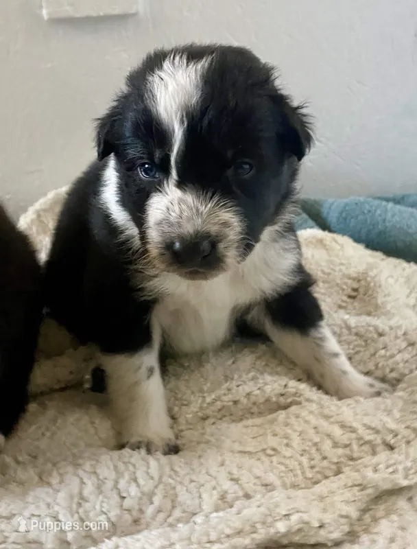 Porsche  – Border Collie puppy on hold in Black Forest, CO