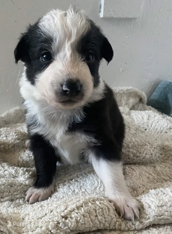 Lexus – Border Collie puppy for sale in Black Forest, CO