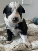Lexus, a female Border Collie for sale in Black Forest, CO – 2 of 4