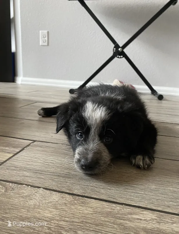 Mercedes – Border Collie puppy for sale in Black Forest, CO