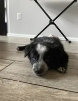 Mercedes, a female Border Collie for sale in Black Forest, CO – 1 of 2