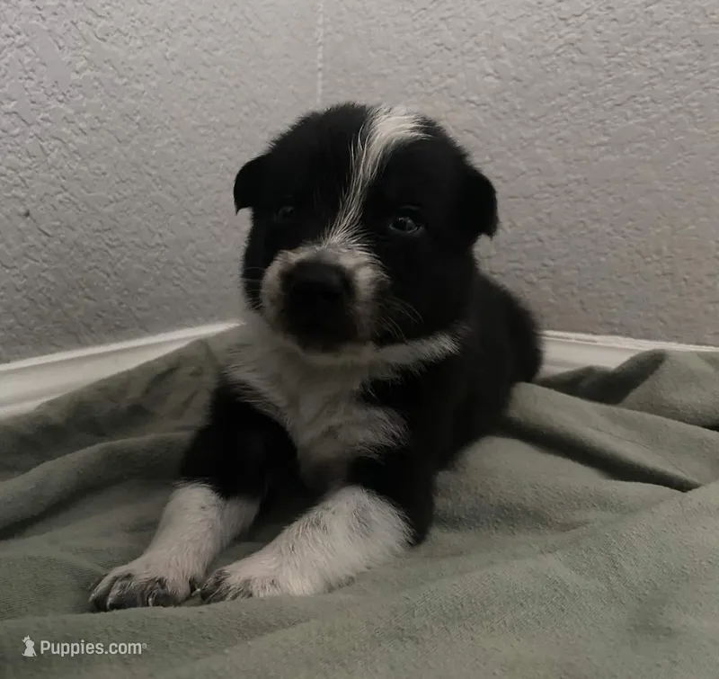 Ferrari – Border Collie puppy for sale in Black Forest, CO