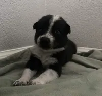 Ferrari (Odin) , a male Border Collie for sale in Black Forest, CO – 1 of 3