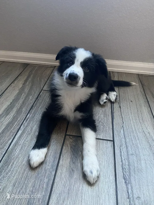 Lexus – Border Collie puppy for sale in Black Forest, CO