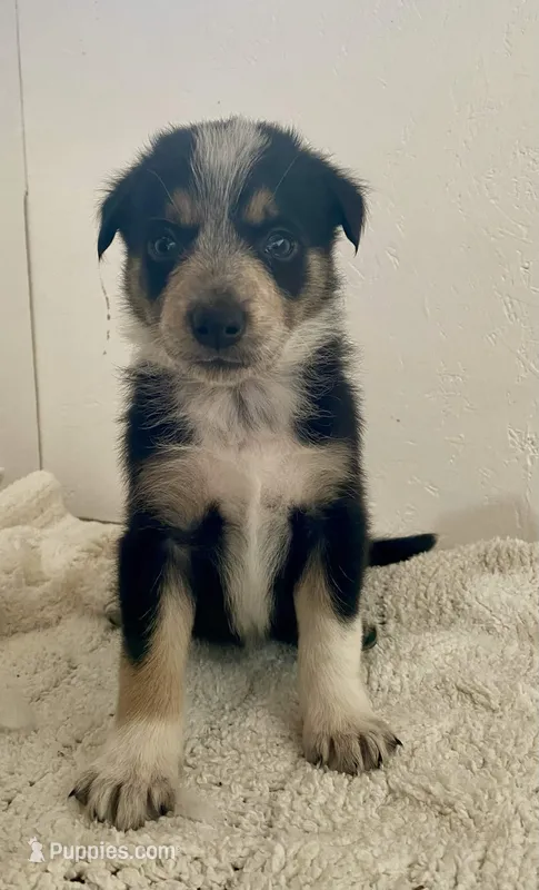 Genesis (Gen)  – Border Collie puppy for sale in Black Forest, CO