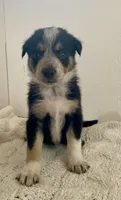 Genesis (Gen) , a female Border Collie for sale in Black Forest, CO – 1 of 6