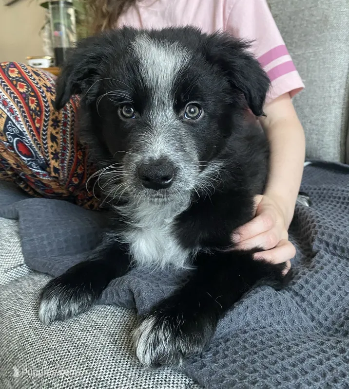 Mercedes – Border Collie puppy for sale in Black Forest, CO