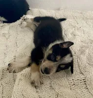 Genesis (Gen) , a female Border Collie for sale in Black Forest, CO – 2 of 6
