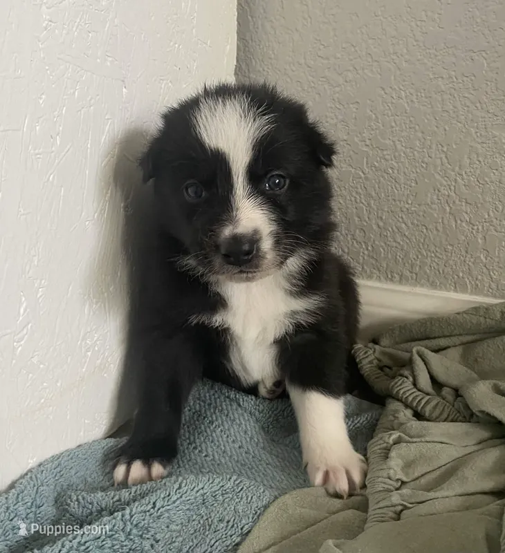Bugatti – Border Collie puppy for sale in Black Forest, CO