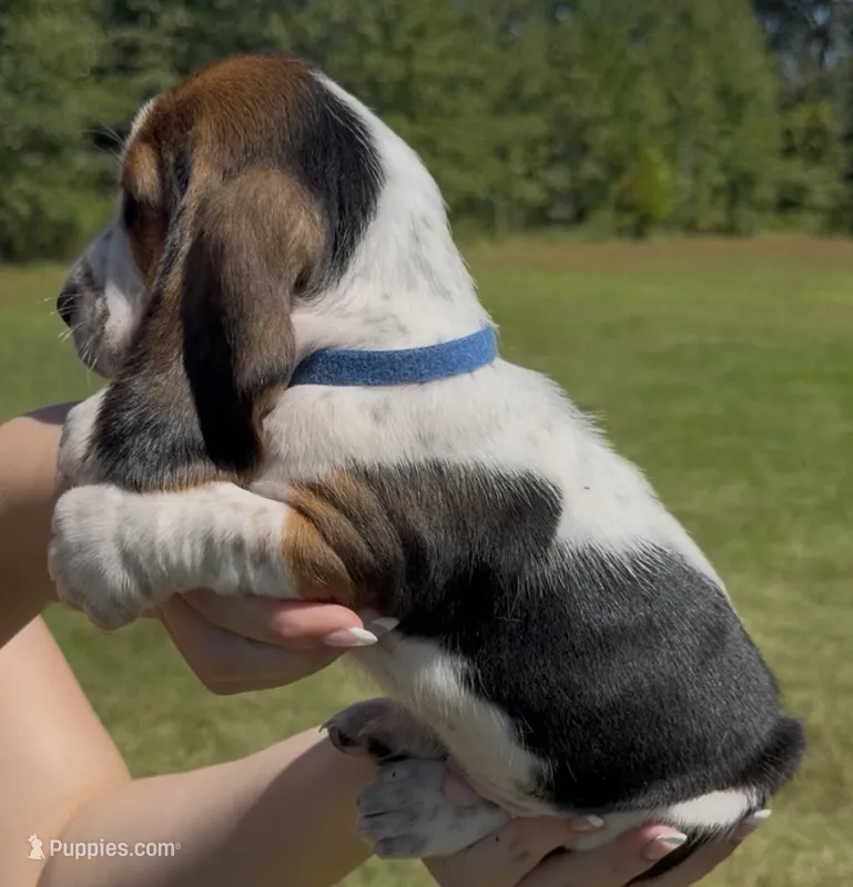 Kenny – Basset Hound puppy for sale in Thomasville, GA