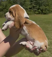 Carl Dean, a male Basset Hound for sale in Thomasville, GA – 2 of 3