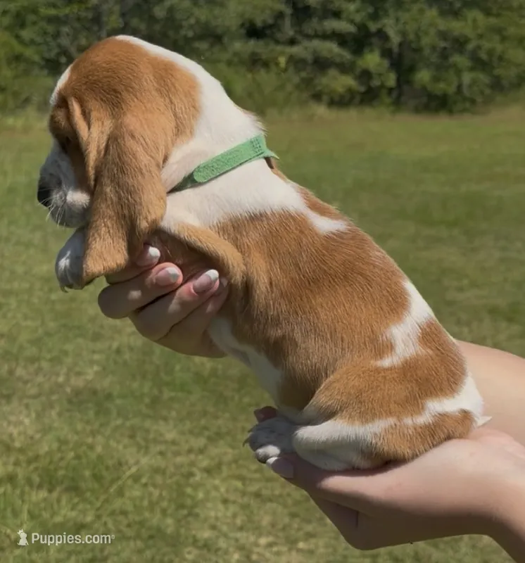 Nine – Basset Hound puppy for sale in Thomasville, GA