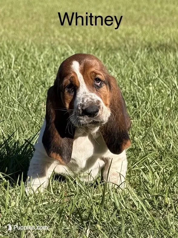 Whitney – Basset Hound puppy for sale in Thomasville, GA