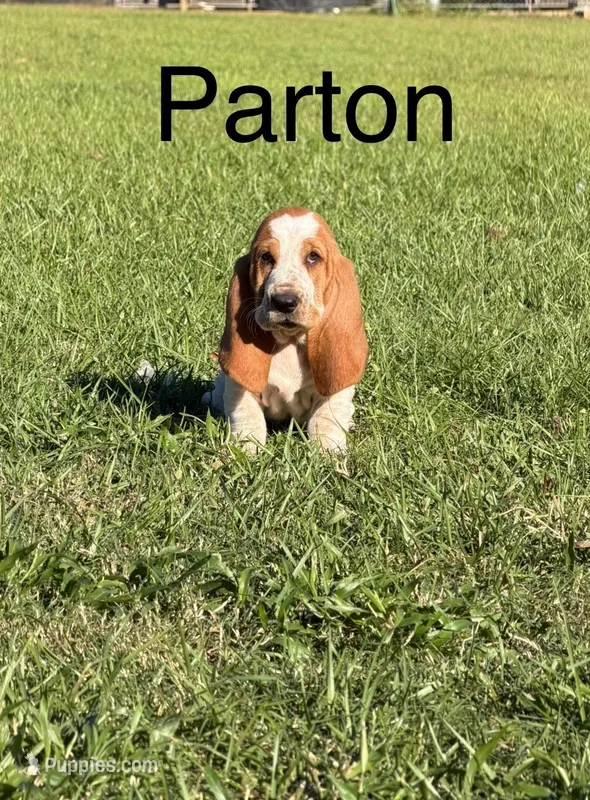 Parton – Basset Hound puppy for sale in Thomasville, GA