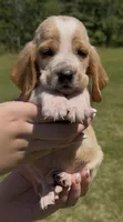 Five, a male Basset Hound for sale in Thomasville, GA – 2 of 3