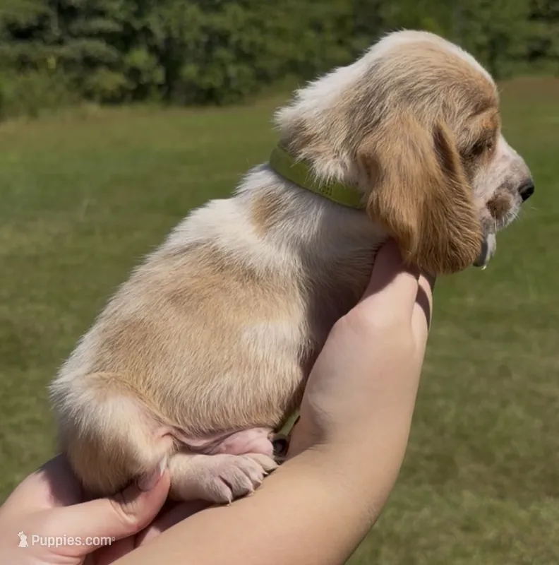 Five – Basset Hound puppy for sale in Thomasville, GA