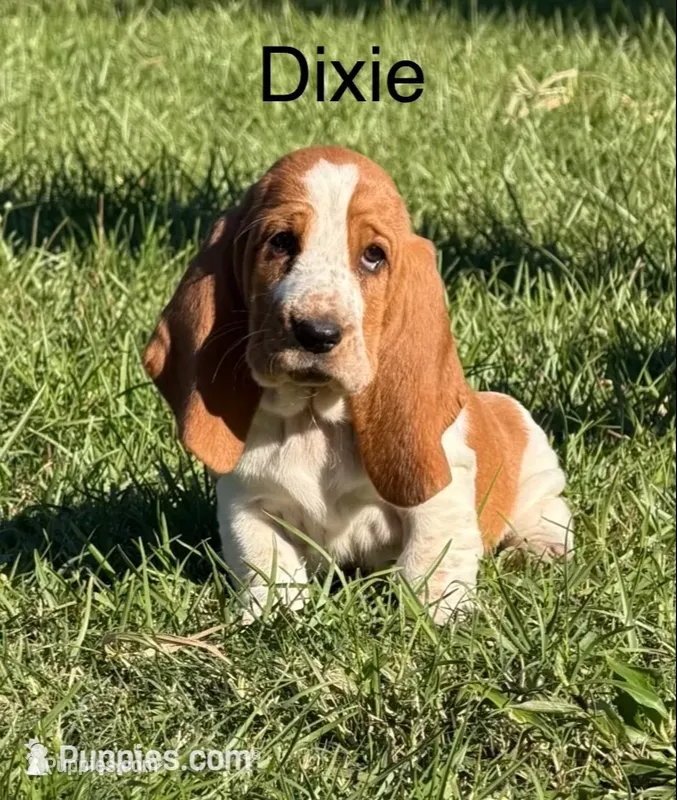 Dixie – Basset Hound puppy for sale in Thomasville, GA