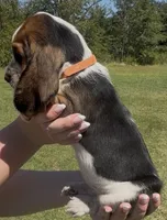Truvy, a female Basset Hound for sale in Thomasville, GA – 3 of 3