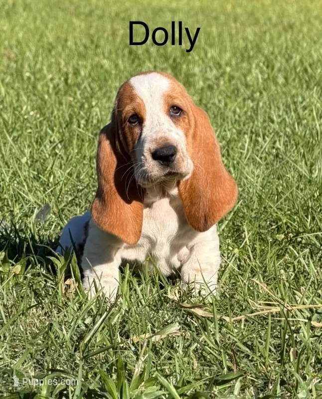 Dolly – Basset Hound puppy for sale in Thomasville, GA