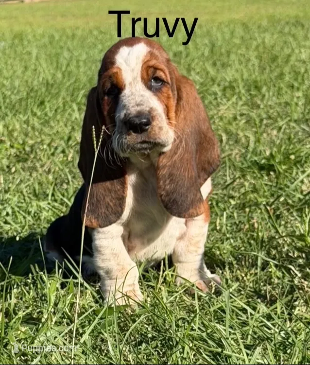 Truvy – Basset Hound puppy for sale in Thomasville, GA