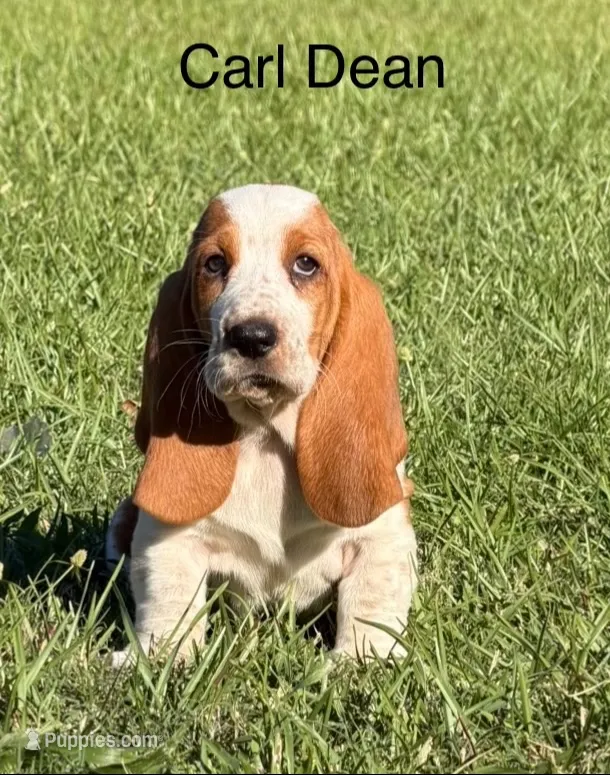 Carl Dean – Basset Hound puppy for sale in Thomasville, GA