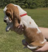 Jolene, a female Basset Hound for sale in Thomasville, GA – 2 of 3