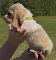 Five, a male Basset Hound for sale in Thomasville, GA – 3 of 3