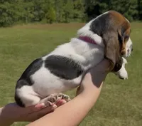 Whitney, a female Basset Hound for sale in Thomasville, GA – 2 of 3