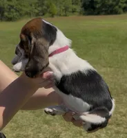 Whitney, a female Basset Hound for sale in Thomasville, GA – 3 of 3