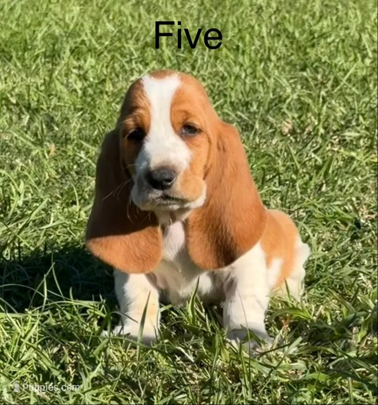 Five – Basset Hound puppy for sale in Thomasville, GA