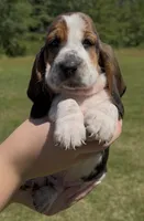 Kenny, a male Basset Hound for sale in Thomasville, GA – 2 of 3