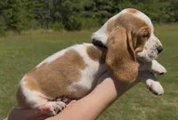 Carl Dean, a male Basset Hound for sale in Thomasville, GA – 3 of 3