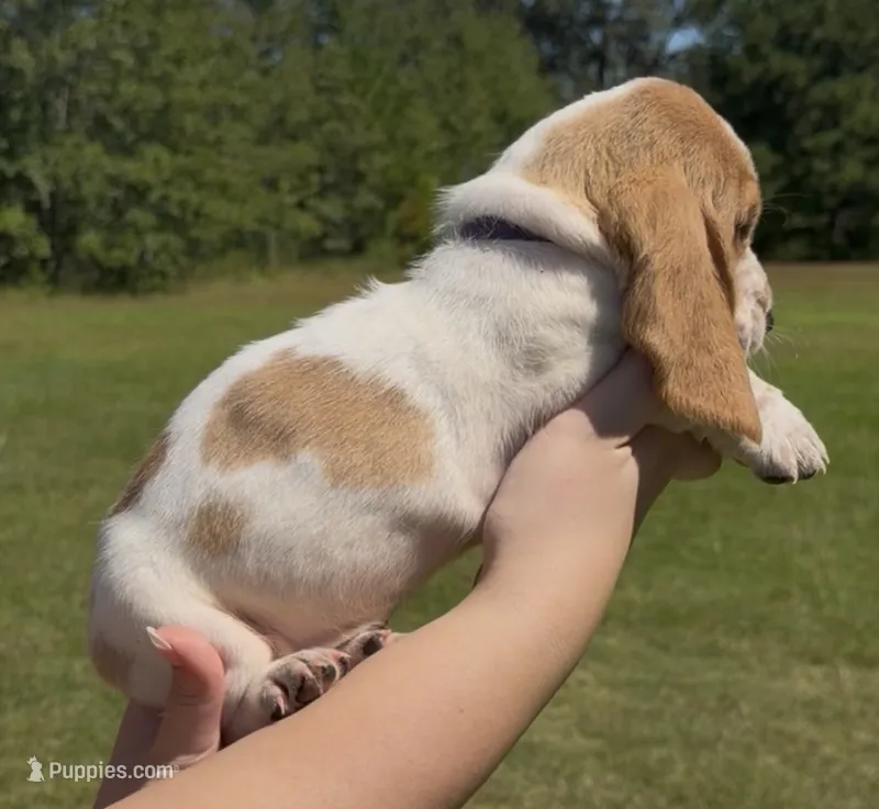 Parton – Basset Hound puppy for sale in Thomasville, GA