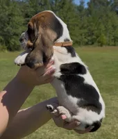 Joseph, a male Basset Hound for sale in Thomasville, GA – 2 of 3
