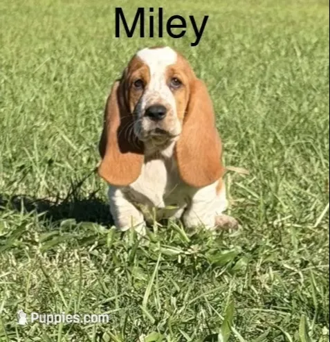 Miley – Basset Hound puppy for sale in Thomasville, GA