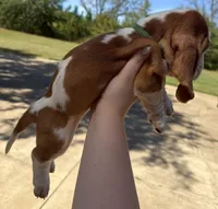 Nine, a male Basset Hound for sale in Thomasville, GA – 3 of 3
