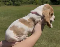 Dolly, a female Basset Hound for sale in Thomasville, GA – 1 of 3