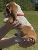 Jolene, a female Basset Hound for sale in Thomasville, GA – 3 of 3