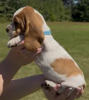 Miley, a female Basset Hound for sale in Thomasville, GA – 3 of 3