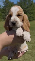 Dolly, a female Basset Hound for sale in Thomasville, GA – 3 of 3