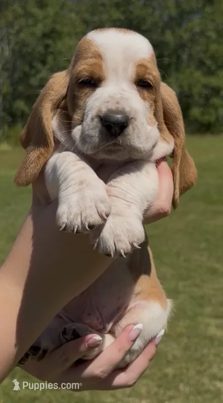 Carl Dean – Basset Hound puppy for sale in Thomasville, GA