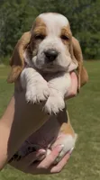 Carl Dean, a male Basset Hound for sale in Thomasville, GA – 1 of 3