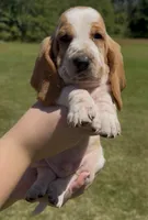 Parton, a male Basset Hound for sale in Thomasville, GA – 2 of 3
