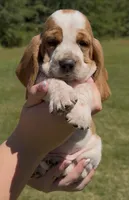 Miley, a female Basset Hound for sale in Thomasville, GA – 1 of 3