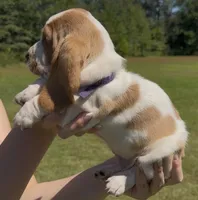 Parton, a male Basset Hound for sale in Thomasville, GA – 3 of 3