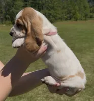 Dolly, a female Basset Hound for sale in Thomasville, GA – 2 of 3