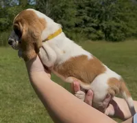 Dixie, a female Basset Hound for sale in Thomasville, GA – 3 of 3