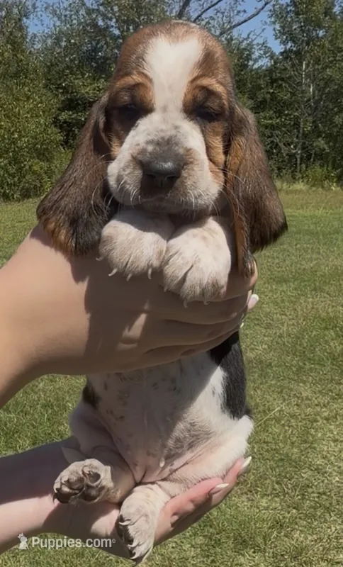 Truvy – Basset Hound puppy for sale in Thomasville, GA